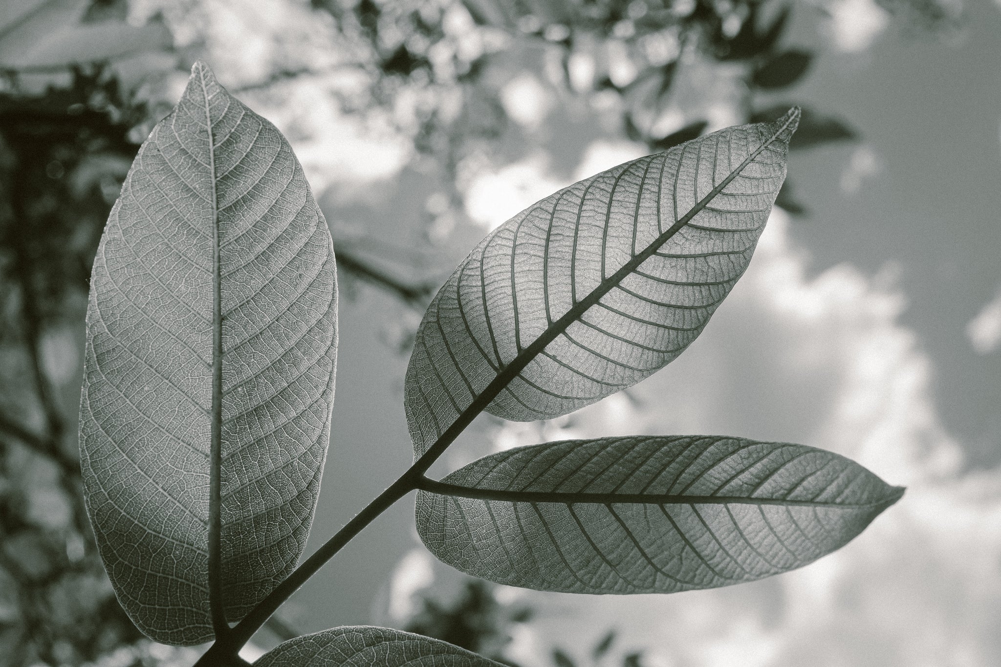 LUMU 101: SPOT METERING